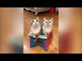 Videos De Risa De Animales 2023 - Perros y Gatos Chistosos - Videos De Animales Graciosos #25