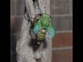 Time lapse of cicada coming out of shell