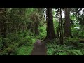 Hoh Rainforest River Trail- Olympic National Park