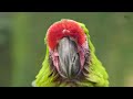 Birds In Nature | Colorful Macaw 8K HDR | Bird Melody