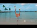 Flora's Flamenco - The Dance of the Flamingo