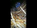 Finches Breeding Progress | Finches Bird | Finches Colony