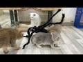 New Funny Cats and Dogs Videos 😹🐶 Funniest Animals 🤩 Part 14