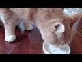 Milo Happy Paws can't get enough cat nip, nom nom nom