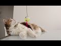 Lazy cat playing with a toy