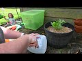 How to Grow Blueberries From Cuttings | Propagating Blueberries