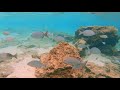 Best Snorkeling Spot in Oahu, Hawaii - Beginner and Kid Friendly!!