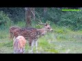 Chitwan safari animals | deer call sounds | deer in jungle