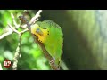 Happy Budgies 1 - Budgerigar Sounds to Play for Your Parakeets | Discover PARROTS