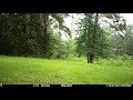 Trail Cam - Deer 1