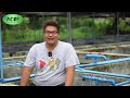 Largest GoldFish Farm in the Philippines - Ranchu King of GoldFish