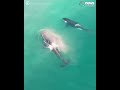 Grisly footage shows orcas killer whales hunting great white sharks