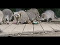 Good morning Raccoons and a bunch of them.