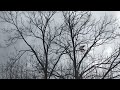 Red-tail hawk in the middle of city, pestered by upset birds. San Antonio Texas, Winter 2021