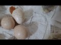 Küken schlüpft aus dem Ei (chicken season 2024 02/2024) Teil 11 Es wird richtig lebendig