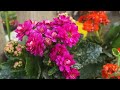 Grow Bougainvillea Plant From Cuttings - Simple Method