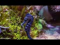 Aquarium 4K VIDEO ULTRA HD 🐠 Amazing Beautiful Coral Reef Fish -  Relaxing Sleep Meditation Music