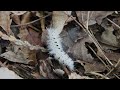 Hickory Tussock Moth Caterpillar