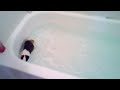 Guinea pig swimming in a bath tub