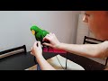 Tips for Harness Training Your Parrot - Jasper the Eclectus Parrot