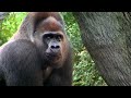 Silverback Gorilla Meets the Girls - Cincinnati Zoo