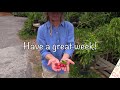 Monday Minute- Barbados Cherry as a Container Plant!