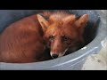 Watch this video when you want to keep foxes as pets