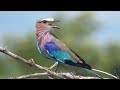 Amazing Beautiful Birds Sound - Perfect Nature Sounds for Good Sleep and Soul Relaxation