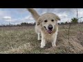 What a walk looks like with our Golden Retriever, German Shepherd and Bernese Mountain Dog