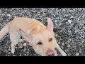 Unbelievable Lab Life in Quilcene: Beach Oysters, Dogs, Sticks, and Dunks!?