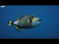 Titan Triggerfish Aggressively Defends Coral Reef | Wild Thailand | BBC Earth