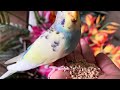 Have a budgie day! Budgies parakeet sounds, Birds for cats TV to watch  #budgies #parakeet #parrot