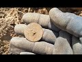 1722 House PT3 (short hunt) #81 #metaldetecting #minelab #treasure #massachusetts #fyp