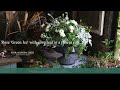 寄せ植え／ミニバラ 'グリーンアイス' を使って【秋のガーデニング】-フローラ黒田園芸- mixed planting/ Autumn gardening 4K ULTRA HD