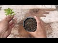 How to grow Petunia plant from cuttings | Petunia plant care
