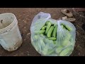 Easy Cucumber Growing Method to Give High Yield for Market Supply | Cucumber Growing Skill