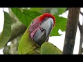 AMAZON PARROTS | COLORFUL BIRDS | BEAUTIFUL NATURE BIRDS SOUNDS | RELAXING NATURE |  CUTE BIRDS