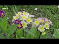 10 Beautiful Perennial Flowers for Shady Gardens! 👌🌿💚 // PlantDo Home & Garden