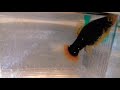 Live bearing platy fish birth : mother and fry