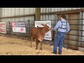 2024 Randolph County Heifer Show #beef #livestockshow #beefitswhatsfordinner