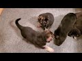 5 and a half minutes of German Shepherd Puppy play time