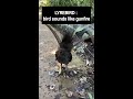 LYREBIRD bird sounds like gunfire