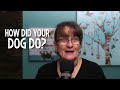 Test Your Dog's Sit Stay Training #135 #podcast
