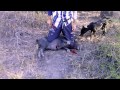 Badass Australian Pig Hunting