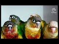 Sve Braonouhi papagajima