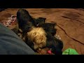 Yorkie puppies mayhem