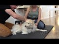 CRIPPLED DOG gets CHIRO... WALKS AGAIN!  *MUST WATCH RESULTS* 🐾