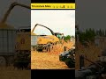 Trinciatura Mais - Corn Silage #99 con NEW HOLLAND FR850 Yellow Bull - मक्का - Кукуруза (#Shorts)