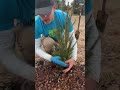 Planting Bareroot evergreens & how to care for them.