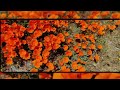 [NATURE] Wildflower Superbloom 2023: Carrizo Plain and Antelope Valley, California, USA